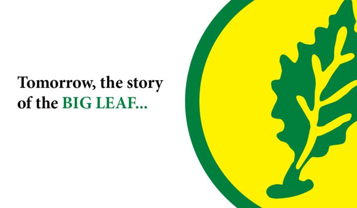 TOMORROW THE STORY OF THE BIG LEAF