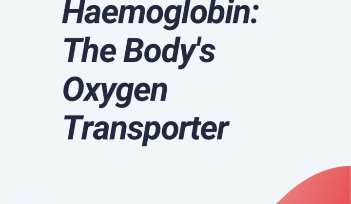 All About Haemoglobin – The Body’s Oxygen Transporter